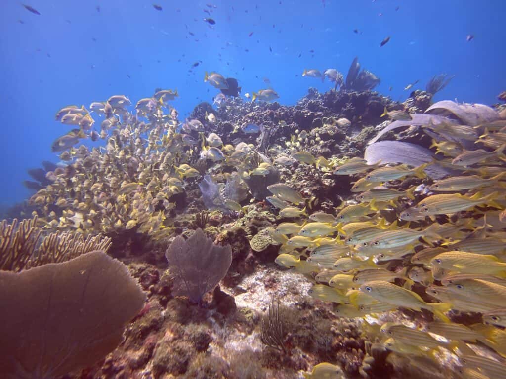 Cancún víz alatti múzeum halak